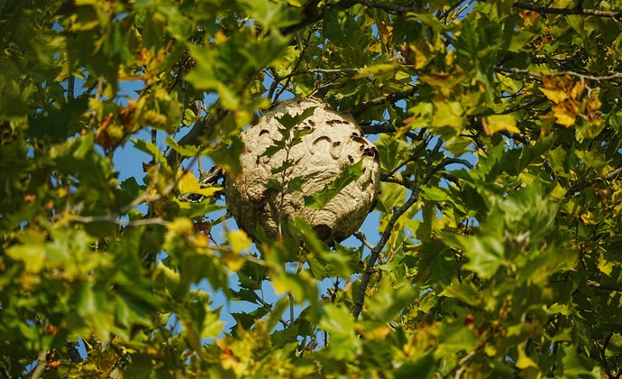 Het nest van een hoornaar heeft een ronde vorm